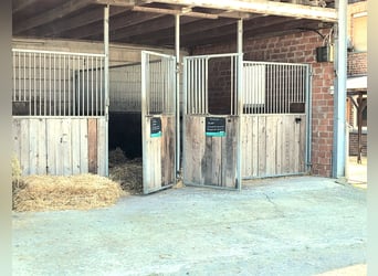 Reiterhof mit Zucht und Aufzucht - Pferd, Pferde, Pferdebetrieb, Pension, Pensionsbetrieb, Reithof