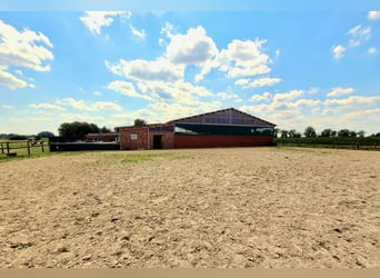 Reiterhof mit Zucht und Aufzucht - Pferd, Pferde, Pferdebetrieb, Pension, Pensionsbetrieb, Reithof