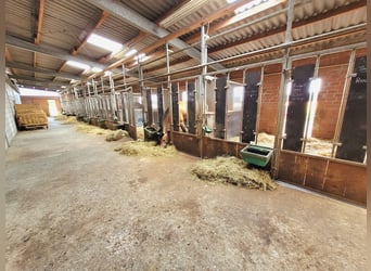 Reiterhof mit Zucht und Aufzucht - Pferd, Pferde, Pferdebetrieb, Pension, Pensionsbetrieb, Reithof