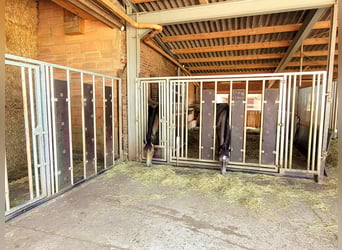 Reiterhof mit Zucht und Aufzucht - Pferd, Pferde, Pferdebetrieb, Pension, Pensionsbetrieb, Reithof