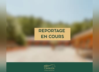 Reitkunst auf höchstem Niveau und Lebensart aus der Provence