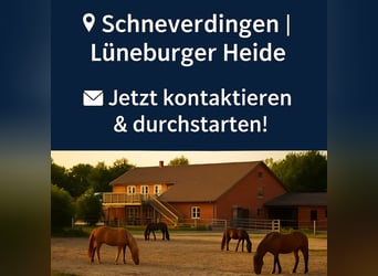 Reitschule gründen – auf professioneller Anlage mit voller Unterstützung