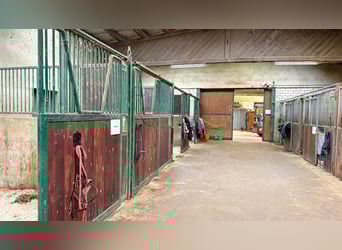 Resthof mit Reithalle, Stallanlagen und weitläufigen Pachtflächen in Linnich