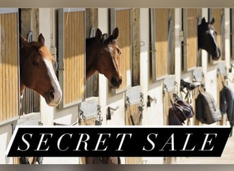 Secret Sale von 383-25-1 Reitanlage mit 26 Ferienwohnungen