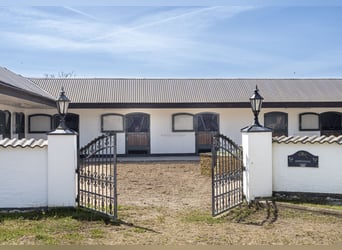 Springfield Farm – An Exclusive Property with International Potential, 18 ha