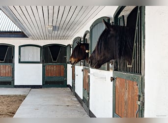 Springfield Farm – An Exclusive Property with International Potential, 18 ha