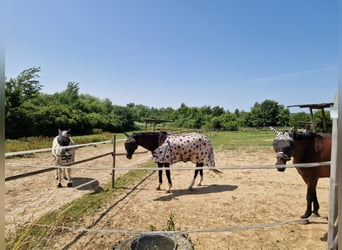 Stalltrakt oder Paddockboxen mit Freilauf für Selbstversorger auf Reitanlage 