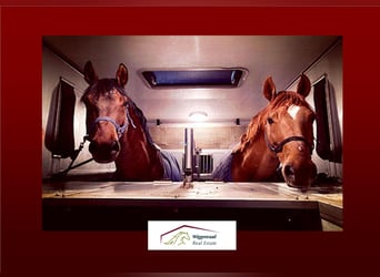 Suche: Reitanlage ab 15 Boxen umfeld München oder Frankfurt