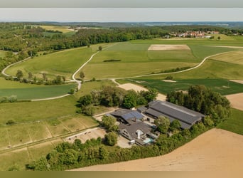 THE RANCH ist mehr als nur ein Zuhause – und weit mehr als ein klassischer Reiterhof