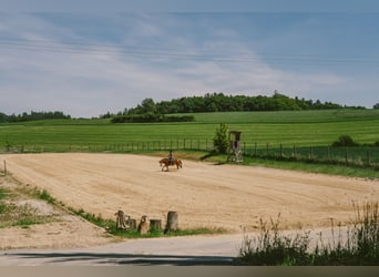 THE RANCH ist mehr als nur ein Zuhause – und weit mehr als ein klassischer Reiterhof