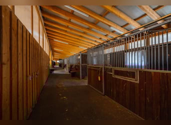 THE RANCH ist mehr als nur ein Zuhause – und weit mehr als ein klassischer Reiterhof
