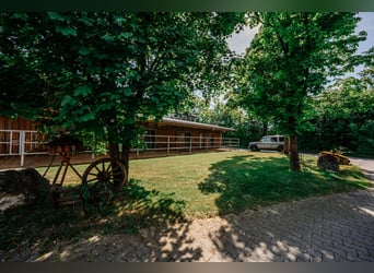 THE RANCH ist mehr als nur ein Zuhause – und weit mehr als ein klassischer Reiterhof