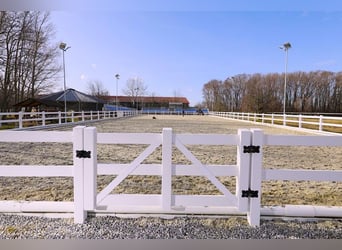 Top-Reitanlage 30 Minuten von Wien