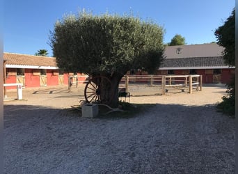 WUNDERSCHÖNE, EXCLUSIVE REITANLAGE IN VALENCIA 