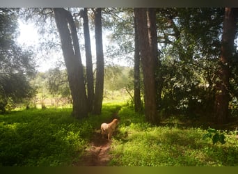 Wunderschöne Finca inmitten herrlicher Natur