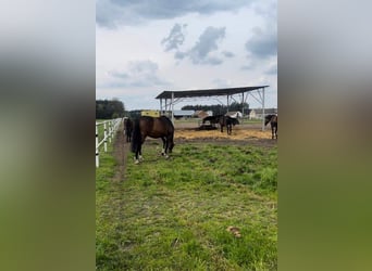 Wydzierżawię stajnię wraz z gospodarstwem rolnym