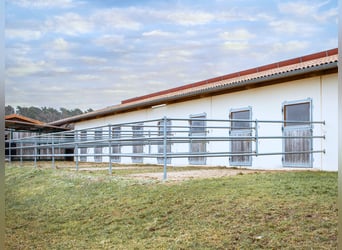 XXL-Reitsportanlage für den großen Sport in Franken V14177 – provisionsfrei