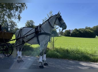 Hermanos Gomez Kutschengeschirr, Einspännergeschirr