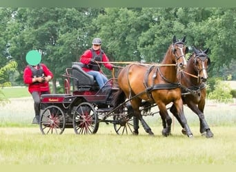 Hansmeier Marathonwagen Kutsche Zweispänner Trainingswagen