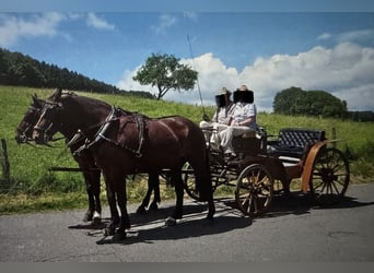 Historische Pferdekutsche