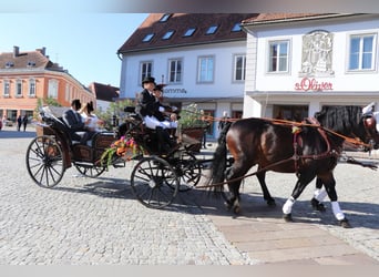Pferdekutsche für Großpferde 