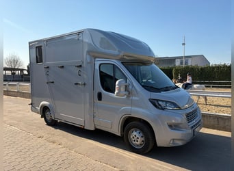 Gebrauchter Pferdetransporter in Topzustand