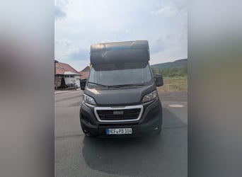 Zwei Pferdetransporter Peugeot