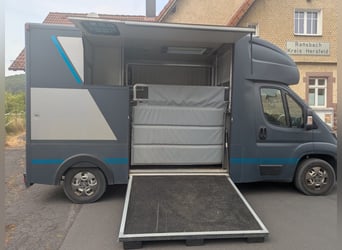 Zwei Pferdetransporter Peugeot