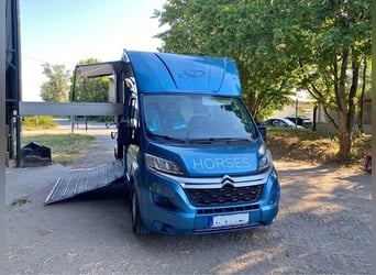Citrön 2 Pferdetransporter