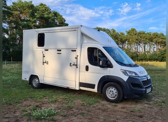 Dickenherr Pferdetransporter Hengstausstattung