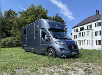 FIAT Ducato Böckmann Compact 2-Pferdetransporter Automatik 5-Sitzer TOP-Gebrauchtfahrzeug LKW