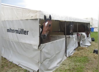 MAN Pferdetransporter mit Stallzelt