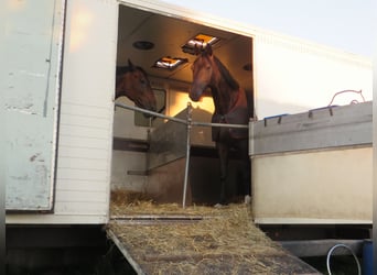 MAN Pferdetransporter mit Stallzelt ohne TÜV