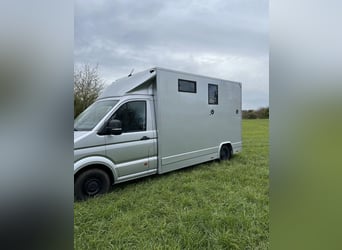 Pferdetransporter MAN TGE 3.180 Automatik 3,5t Horsetruck