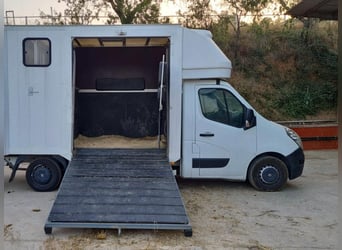 Transporter für 2 Pferde, Traylona, Renault Master