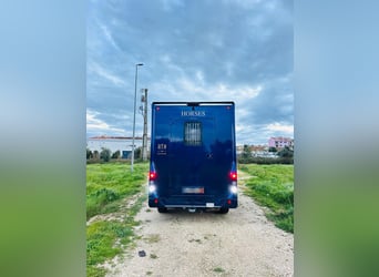 Zum verkaufen Pferdetransporter Renault ATM Haras / 5-Sitzer NEW
