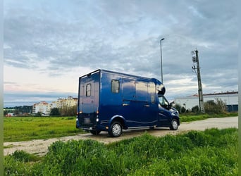 Zum verkaufen Pferdetransporter Renault ATM Haras / 5-Sitzer NEW
