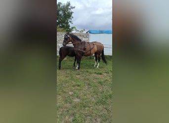 Uprząż konna szory puszorek horse harness