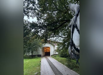 Beritt Dressur - Anreiten bis S***- Jungpferdeausbildung- Dressurausbildung- TurnierVorstellung