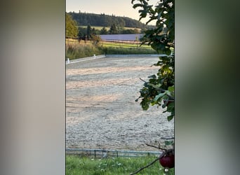 Beritt Dressur - Anreiten bis S***- Jungpferdeausbildung- Dressurausbildung- TurnierVorstellung