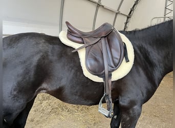 Dressursattel Devoucoux Makila 