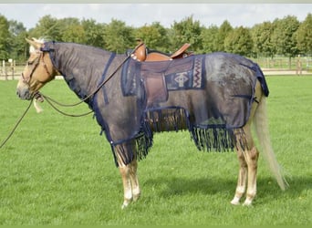 Busse Fliegen-Ausreitdecke für Westernsattel, 125cm