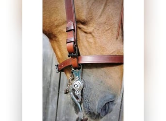 Renaissance Kandare Barock Rainbow Gebiss mit silbernen Bouchettes