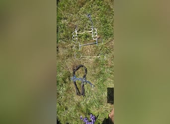Verschiedene Gebisse für die Großen!