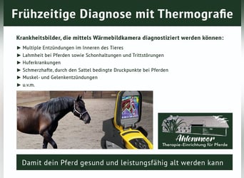 Ahlenmoor Therapie-Einrichtung für Pferde