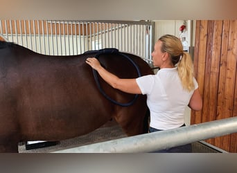 Behandlung/Vermietung PEMF-Magnetfeldtherapie (wie Hofmag)