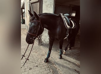 Betreuung für Ihr Pferd