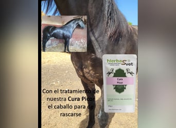 Dermatitis estival equina