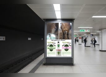 Dermatitis estival equina