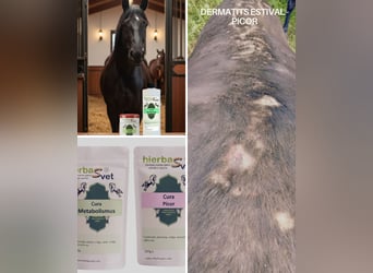 Dermatitis estival equina